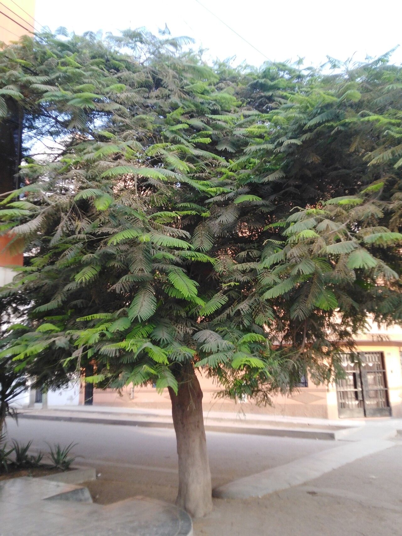 Pentaclethra macroloba bark