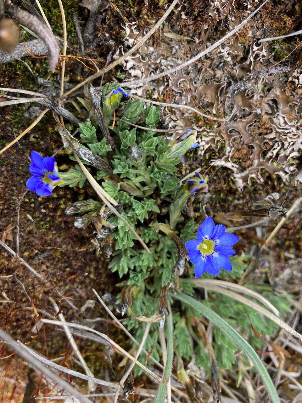 Gentiana sedifolia habit