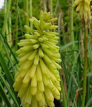 Kniphofia citrina flower