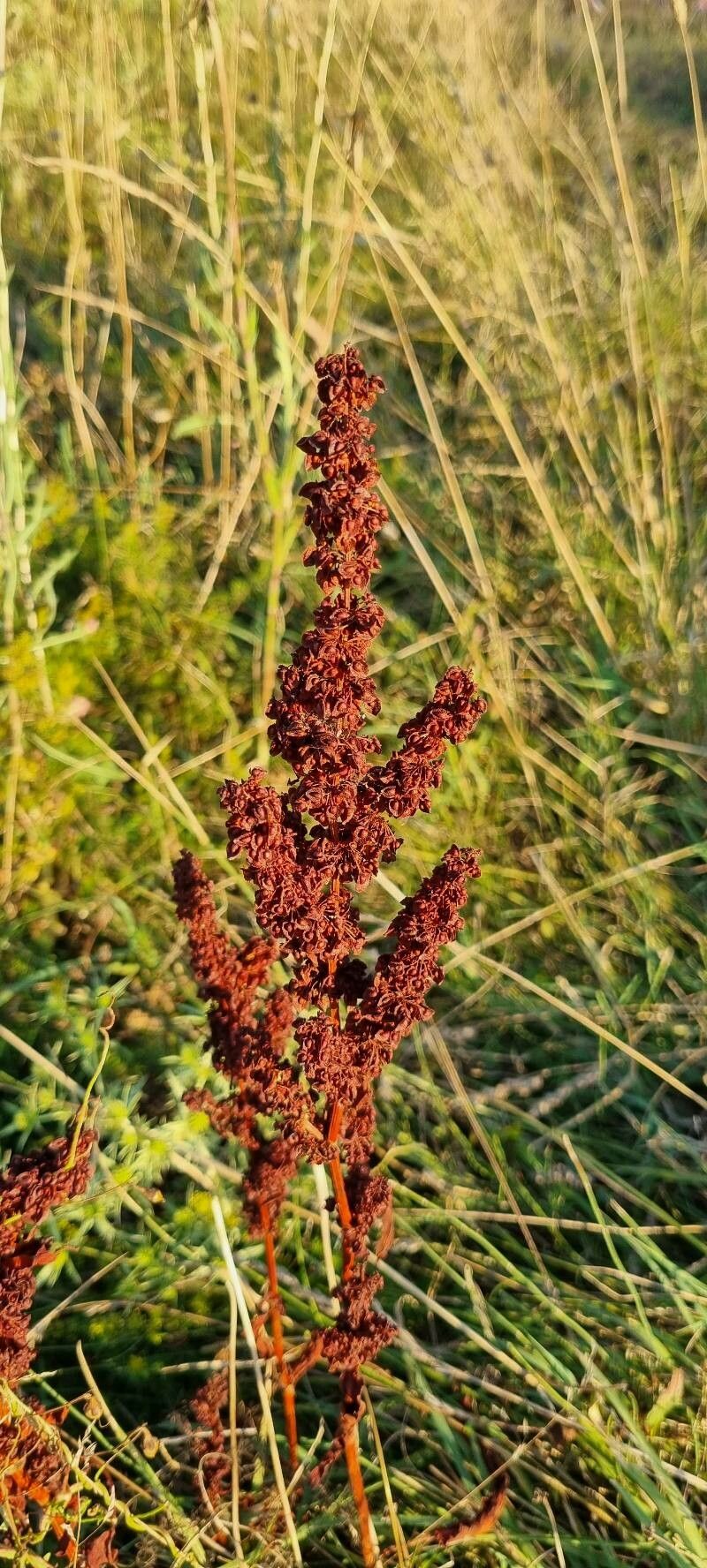 Rumex pseudonatronatus flower