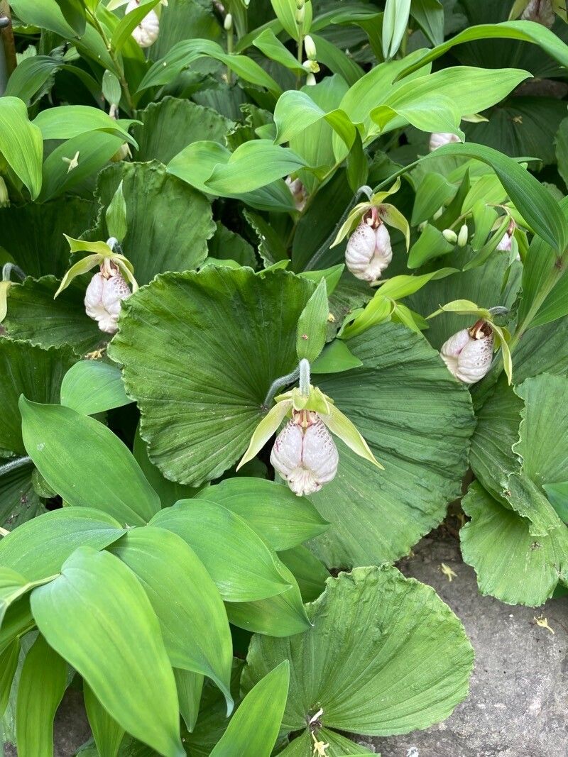 Cypripedium japonicum habit