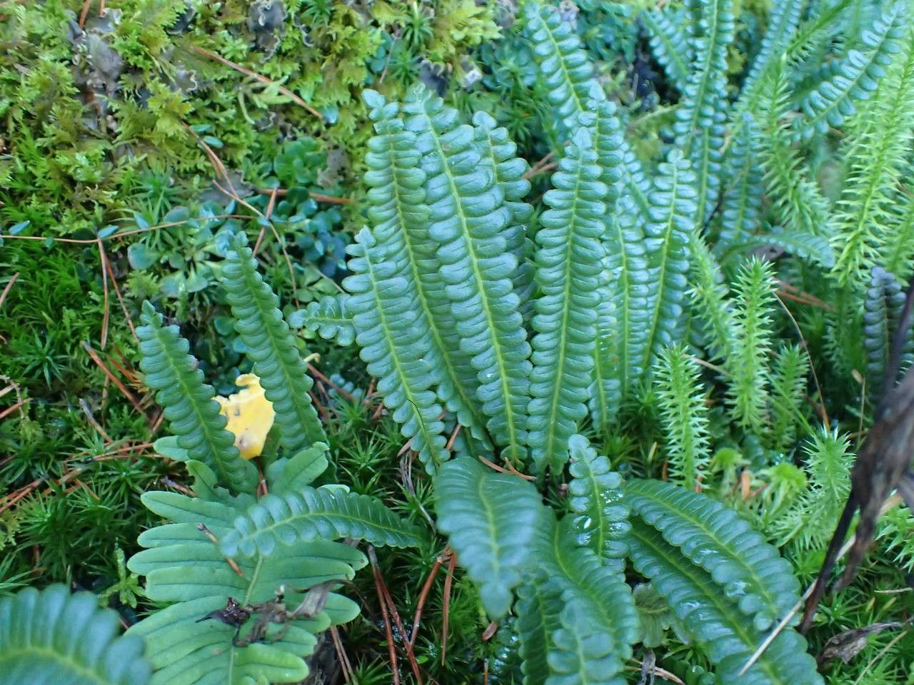 Blechnum penna-marina habit