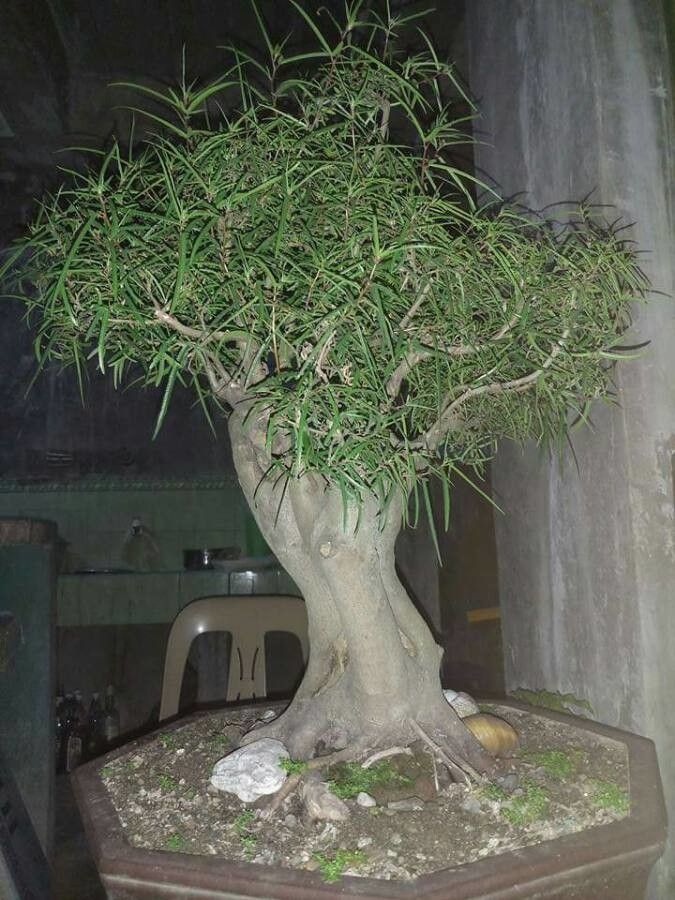 Brachychiton rupestris leaf