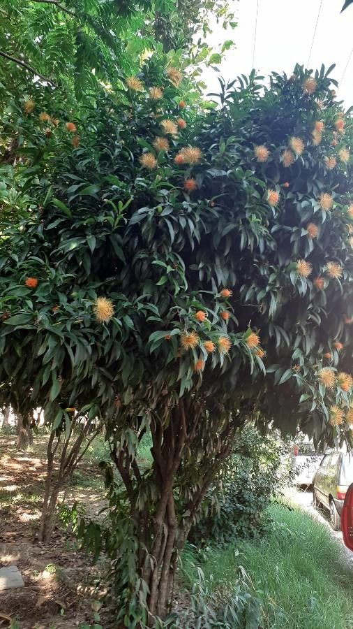 Stifftia chrysantha habit