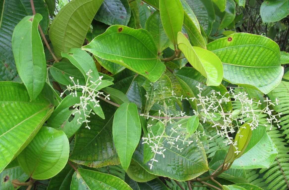 Mikania sylvatica other