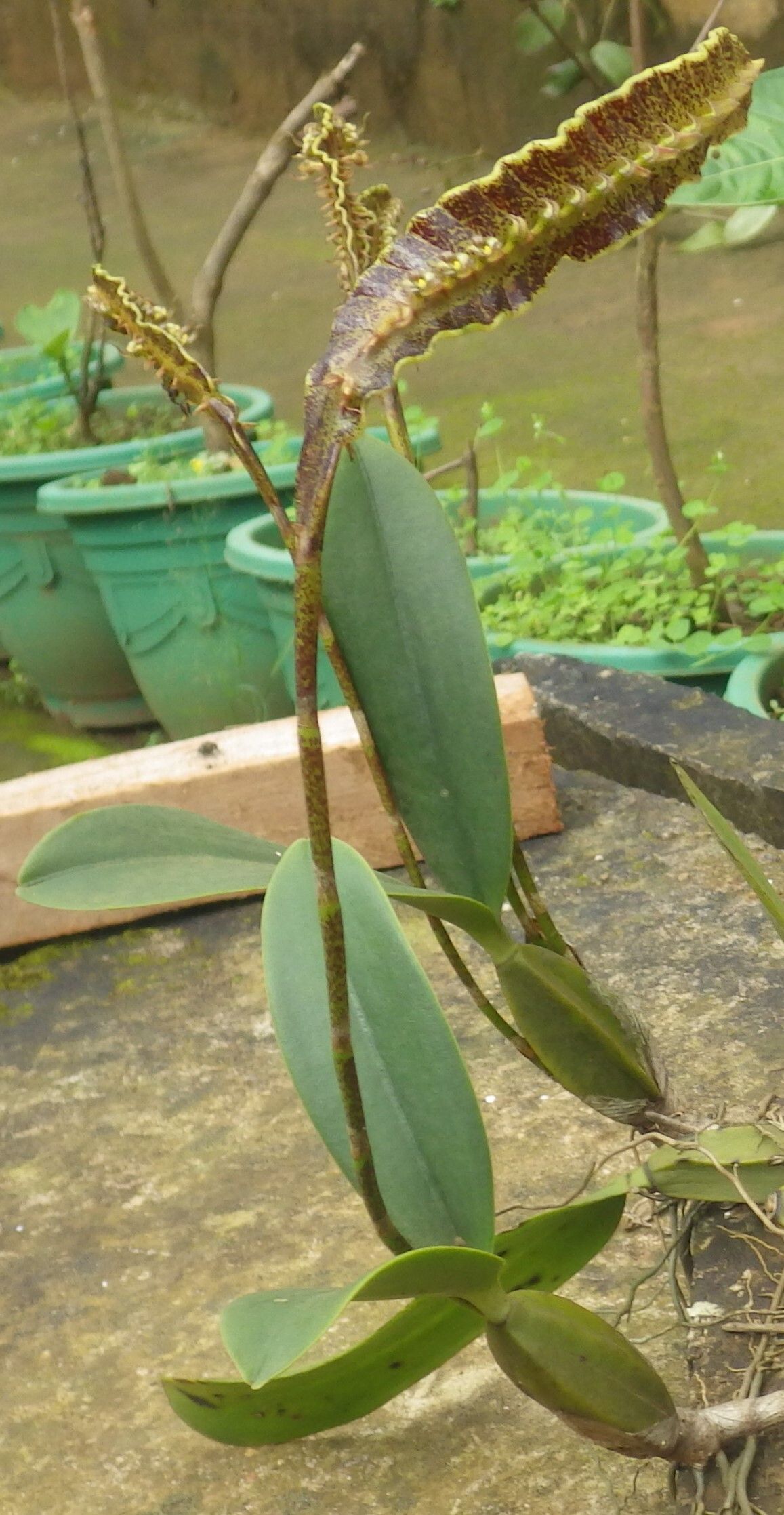 Bulbophyllum maximum — houseplant care guide