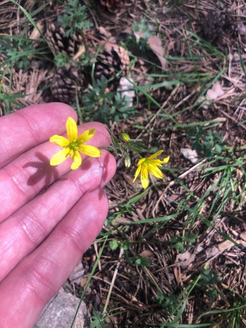 Gagea soleirolii flower