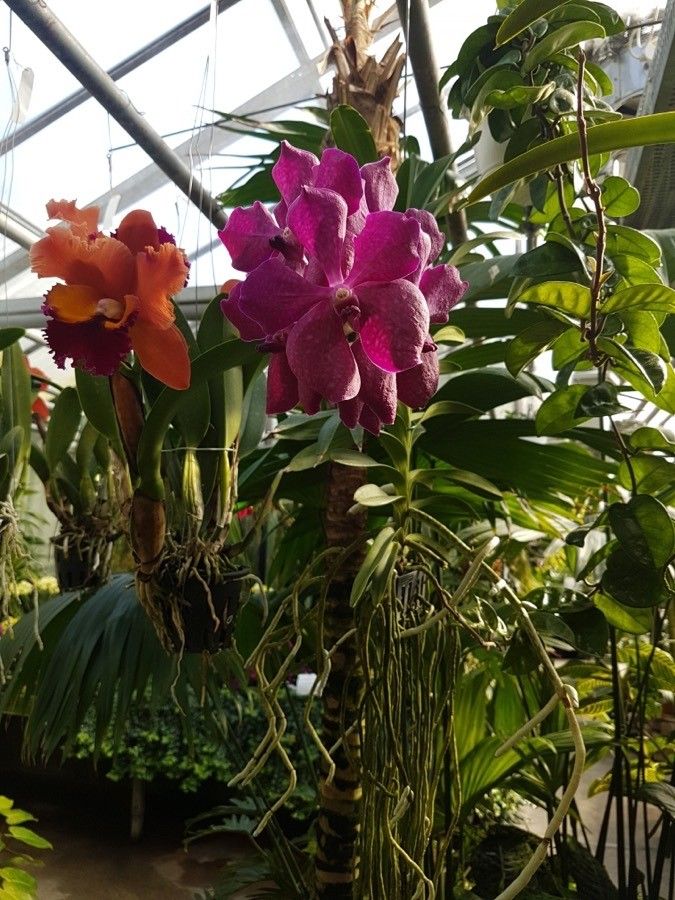 Cattleya wittigiana flower