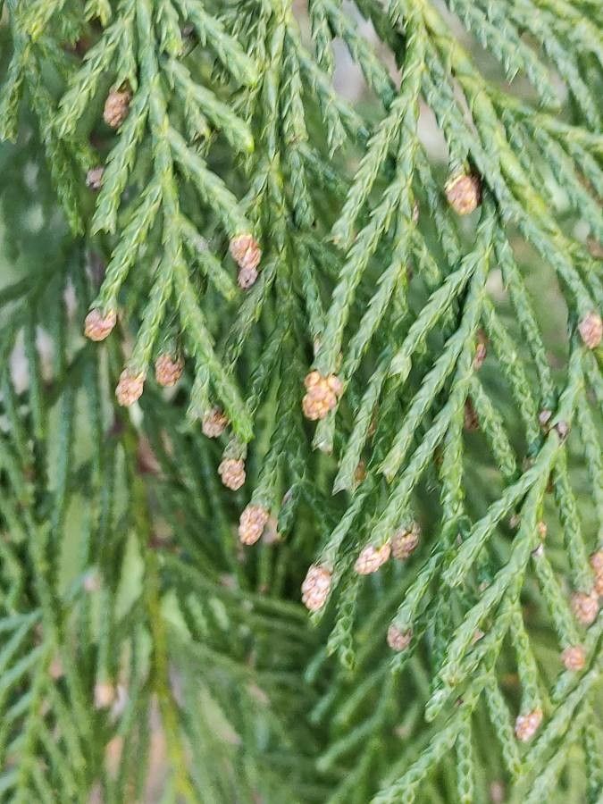 Cupressus cashmeriana flower