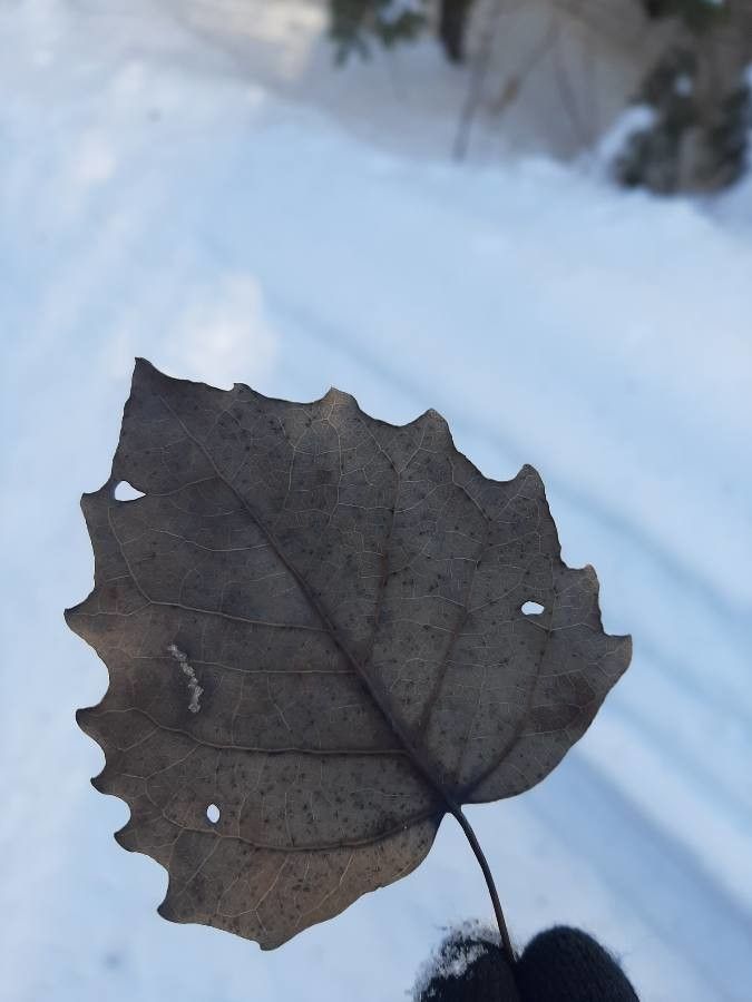 Populus grandidentata leaf