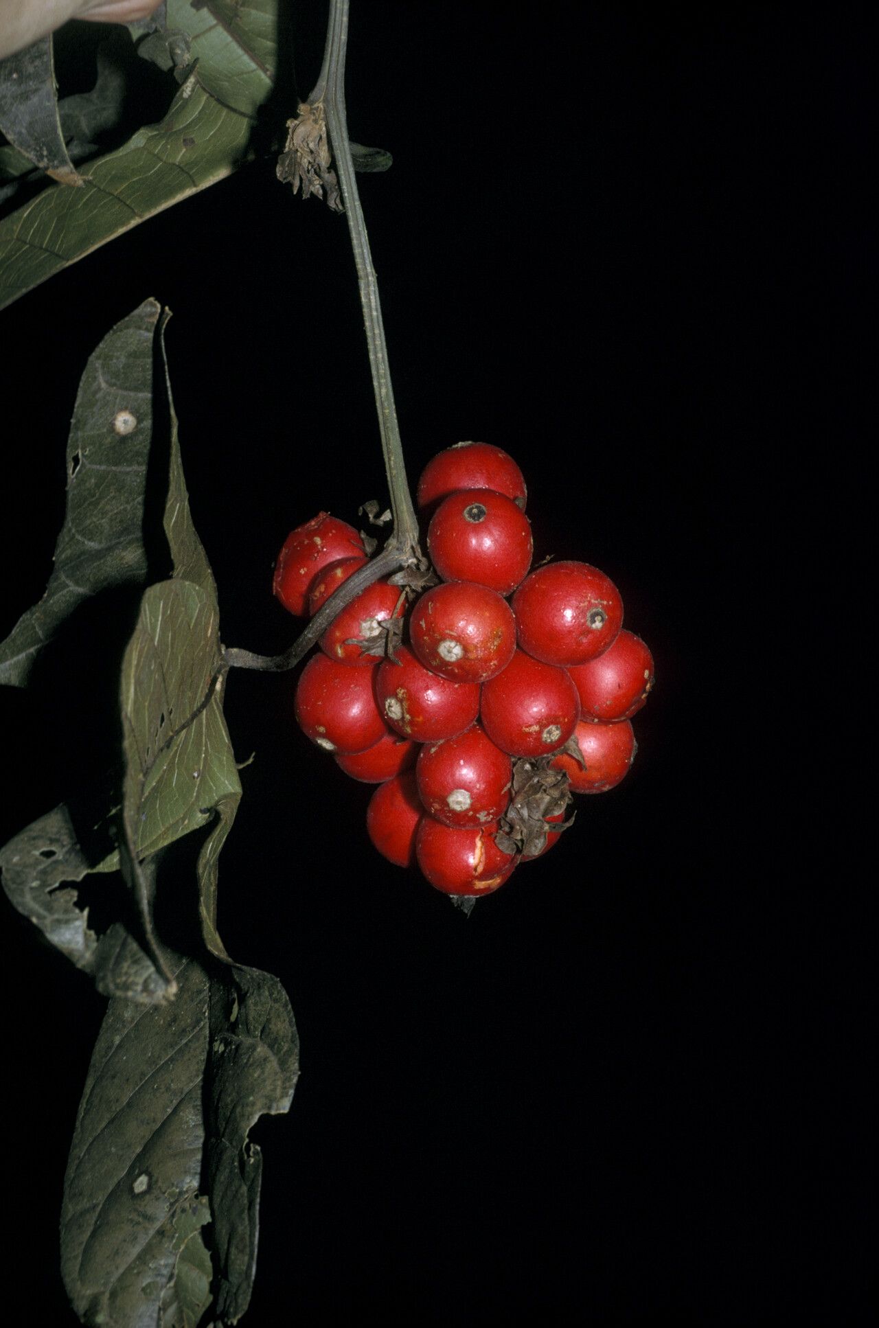 Cayaponia ophthalmica — houseplant care guide