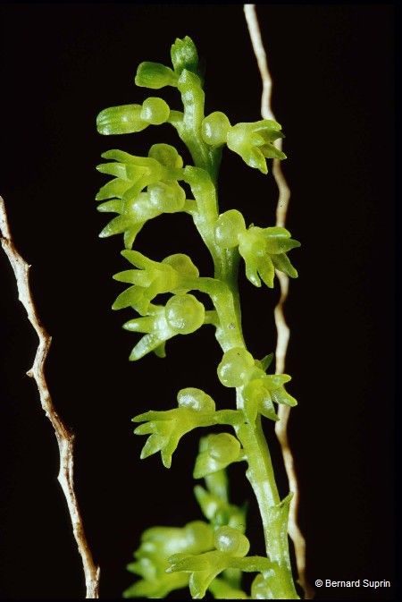 Taeniophyllum oreophilum fruit