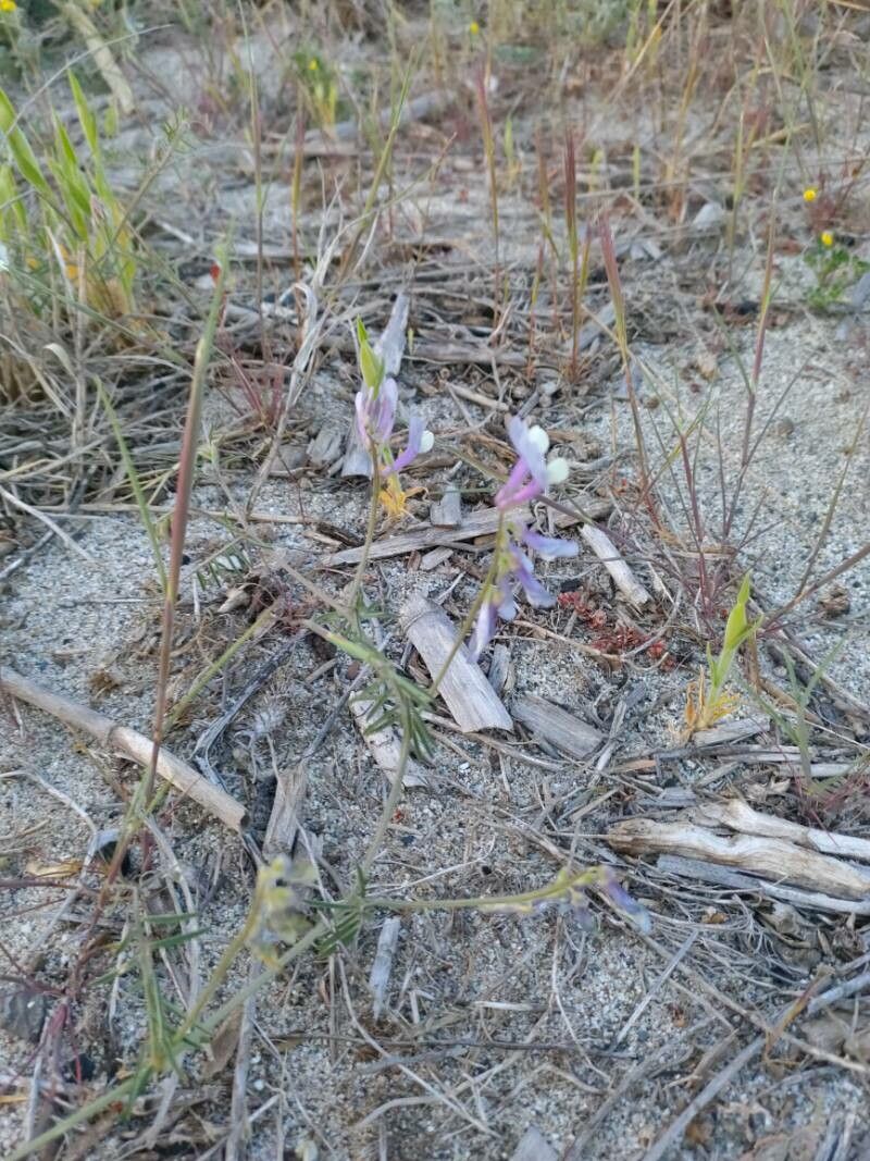 Vicia altissima habit