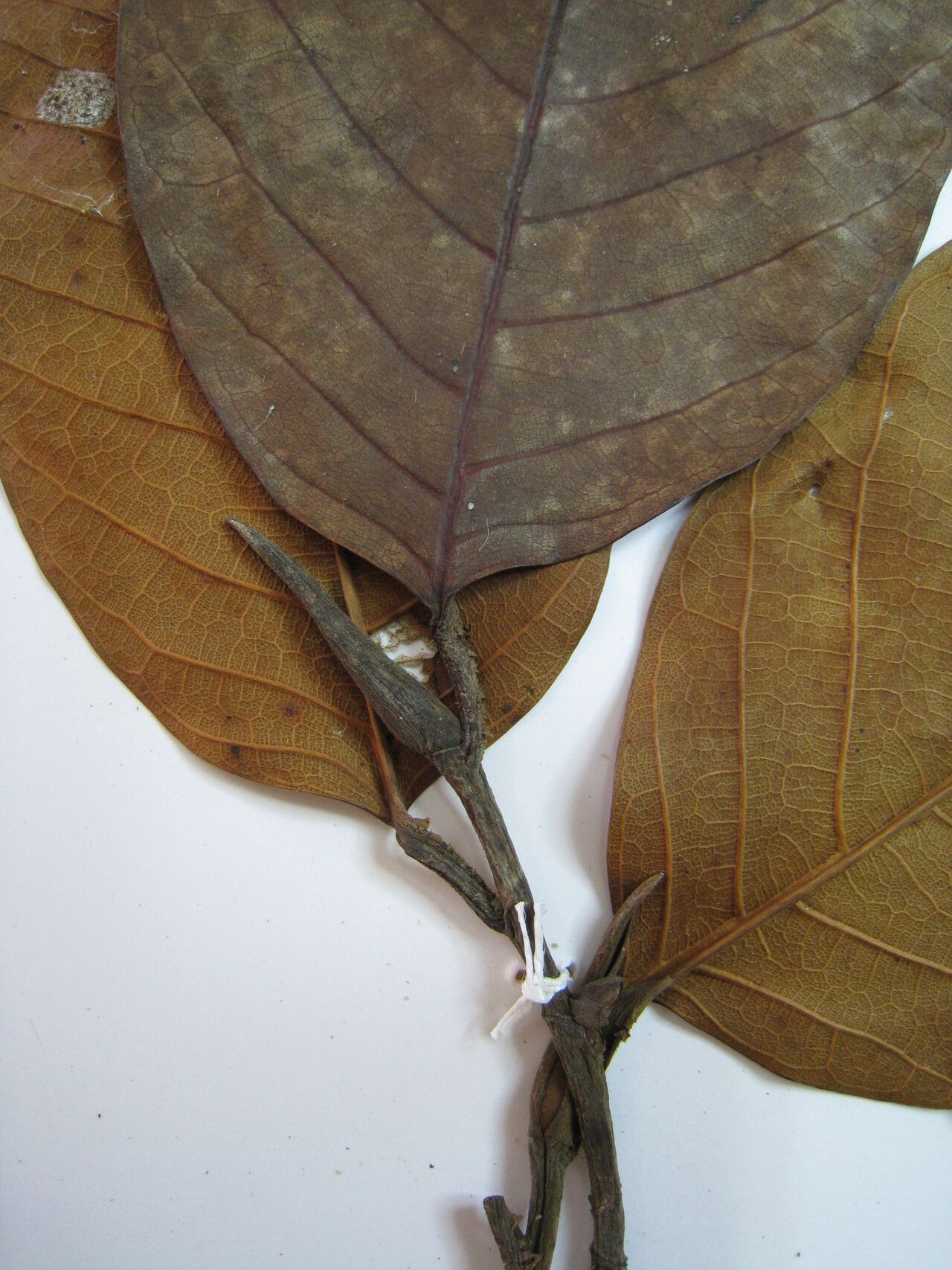 Brosimum utile other