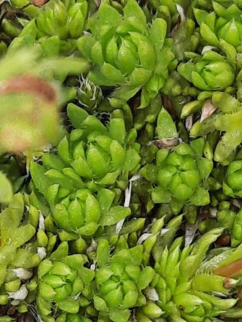Saxifraga bryoides — search result for 'Saxifragaceae'