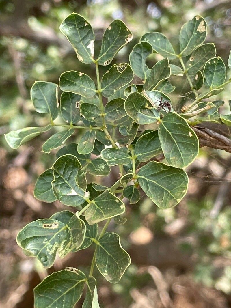 Albizia anthelmintica leaf