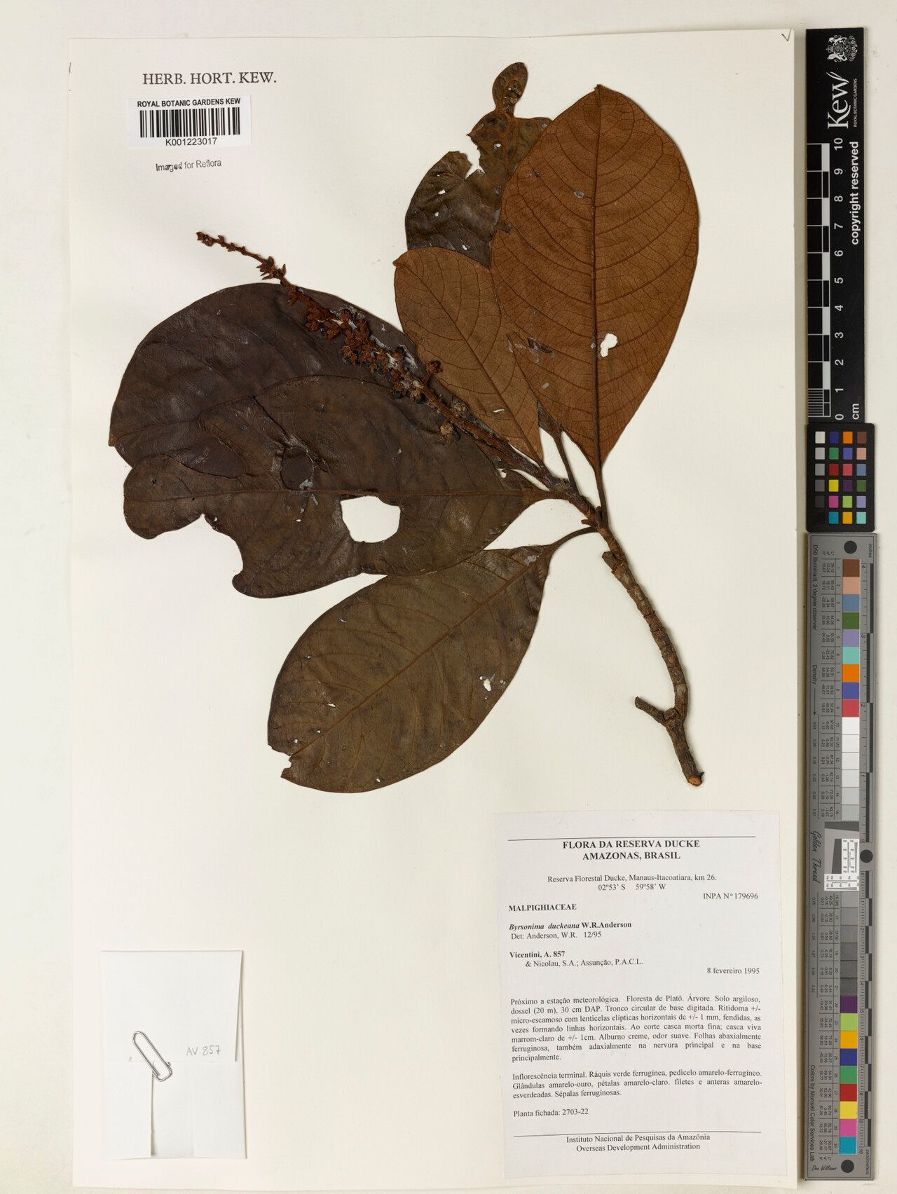 Byrsonima duckeana — houseplant care guide