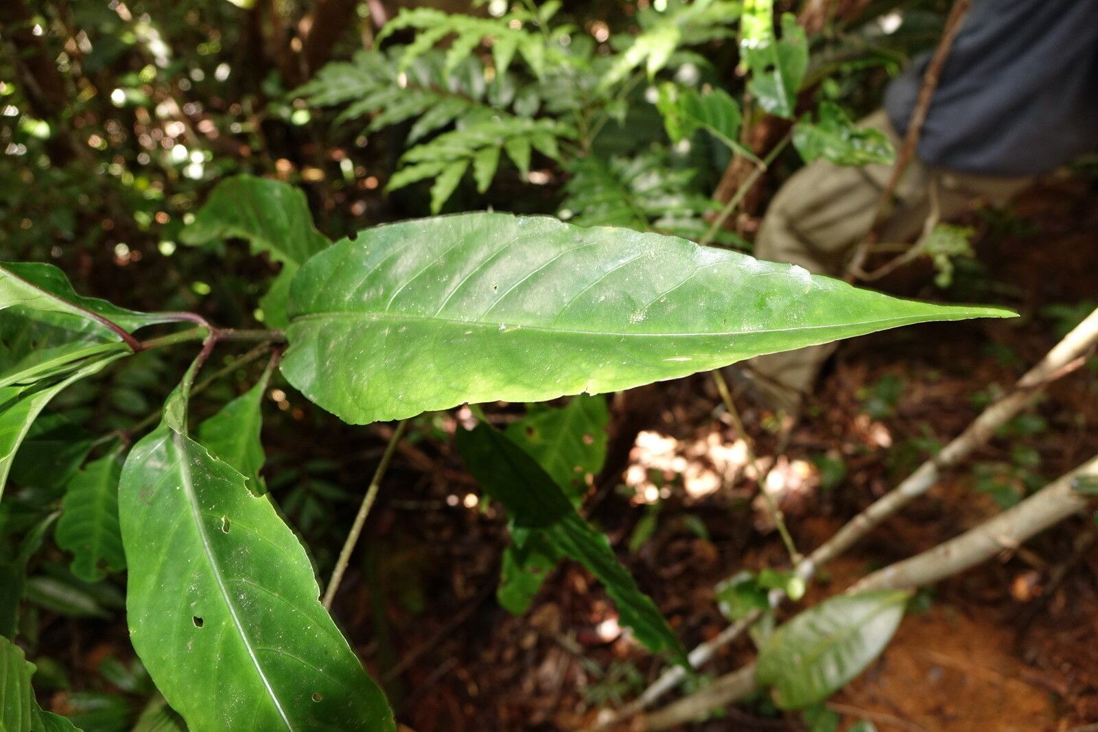 Hypoestes multispicata leaf