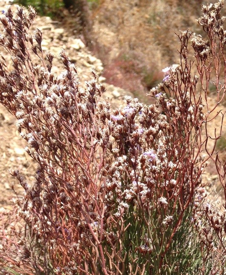 Limonium merxmuelleri flower