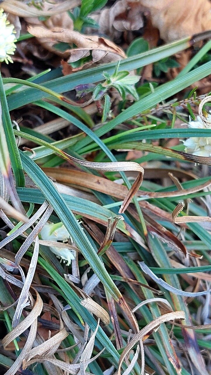 Carex baldensis leaf