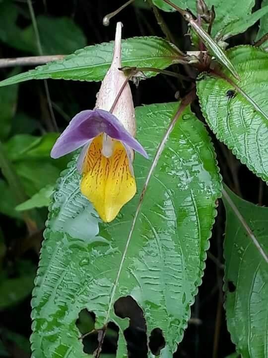Impatiens bicolor bark