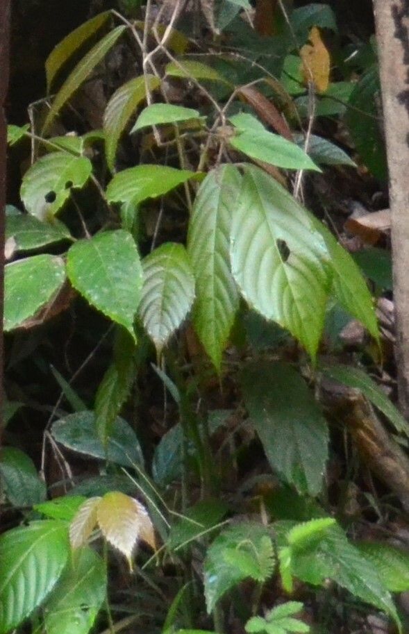 Cayratia mollissima — related species from the same genus