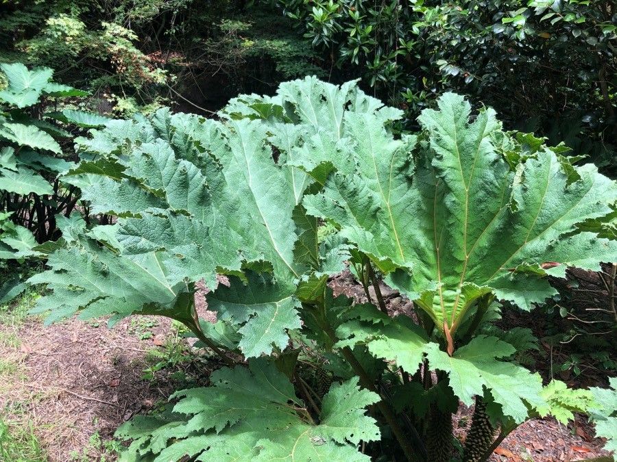 Gunnera manicata — houseplant care guide