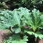 Gunnera manicata