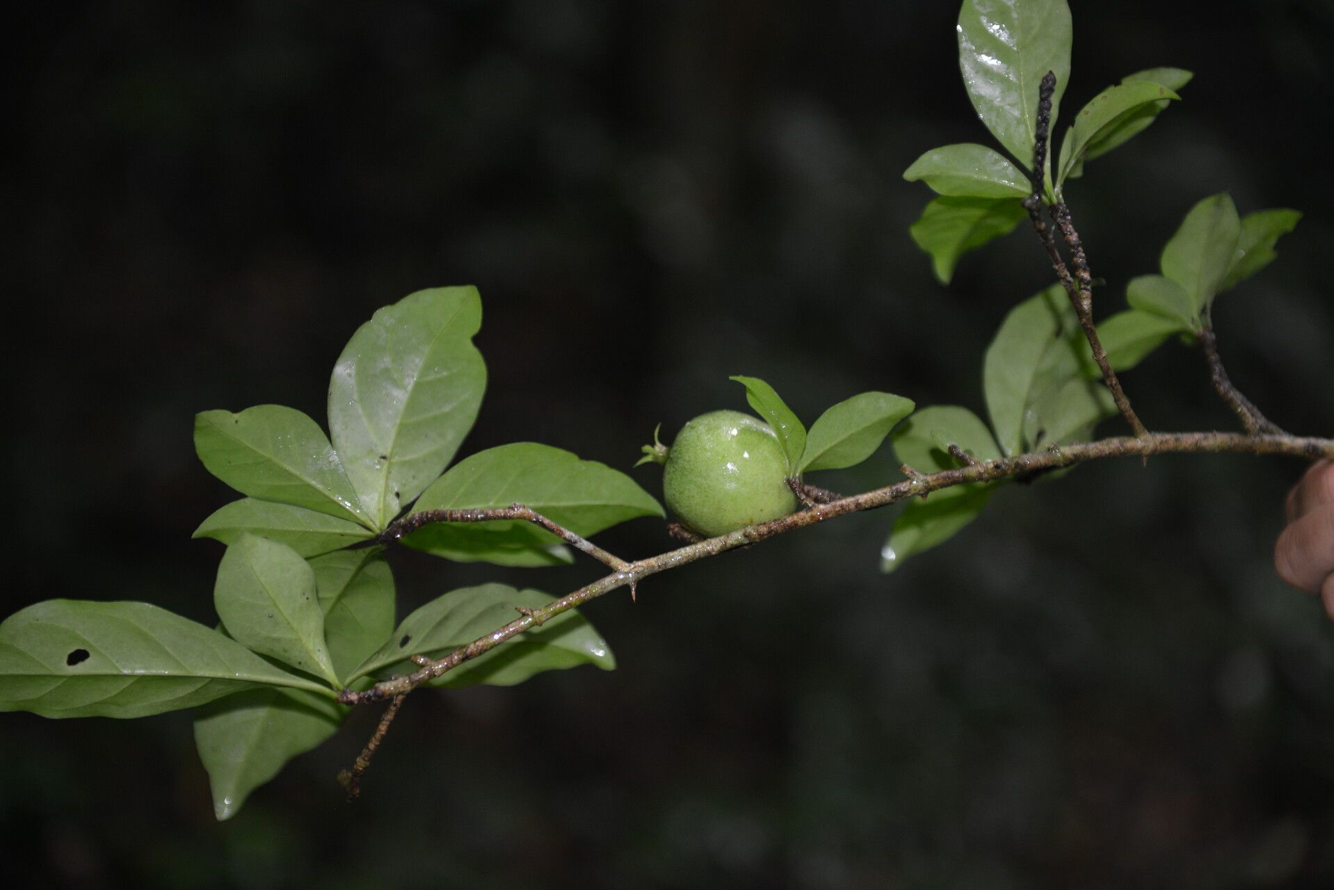 Randia calycosa fruit
