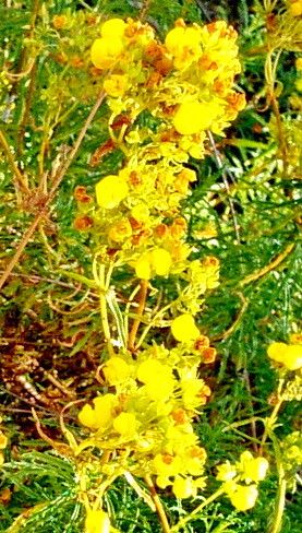 Calceolaria thyrsiflora — houseplant care guide