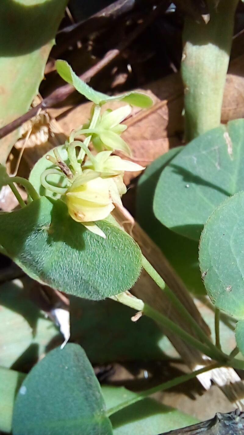 Oxalis suborbiculata — houseplant care guide