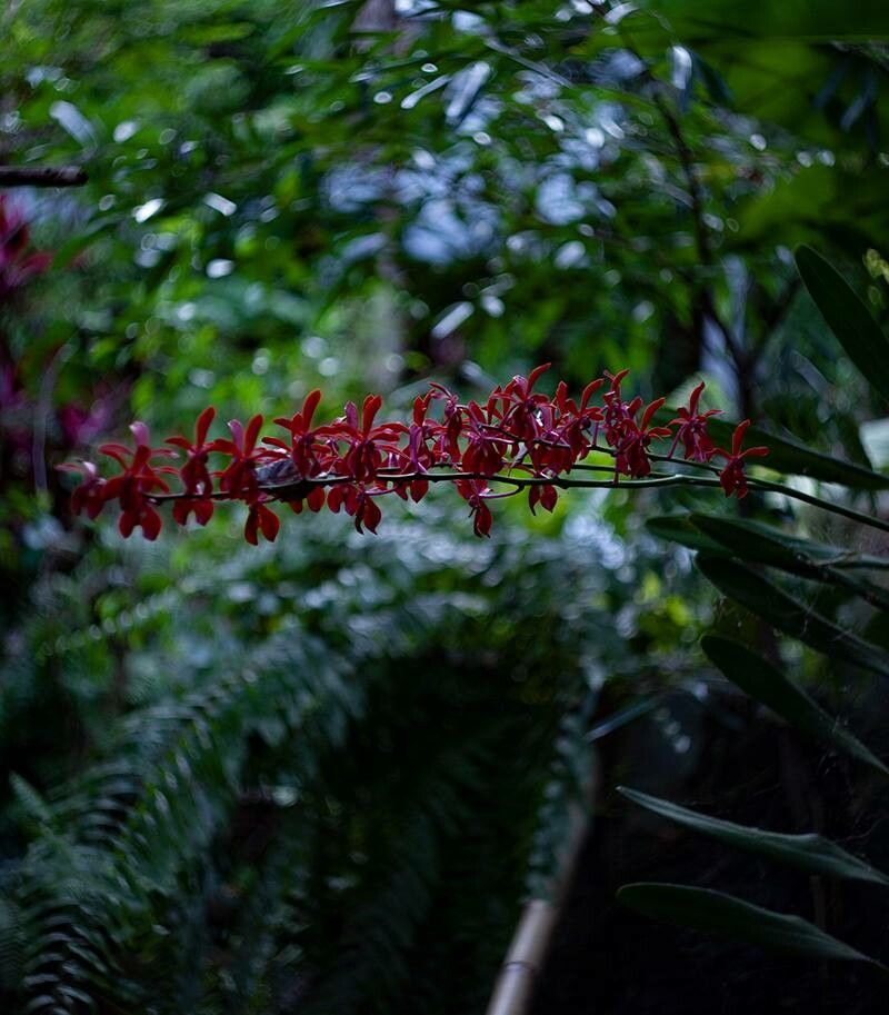 Renanthera coccinea flower