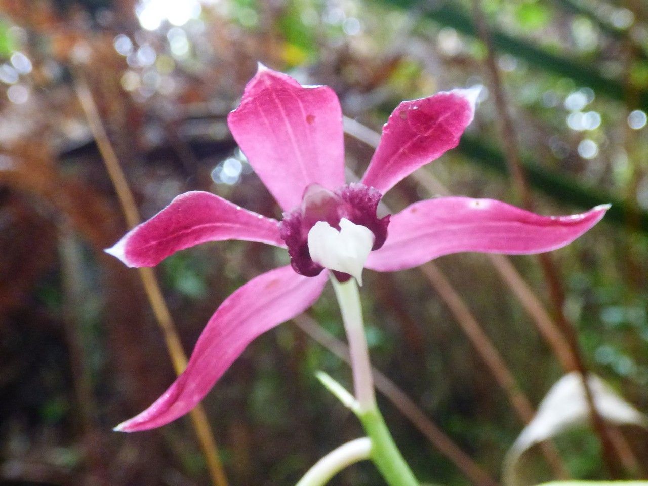 Calanthe pulchella flower
