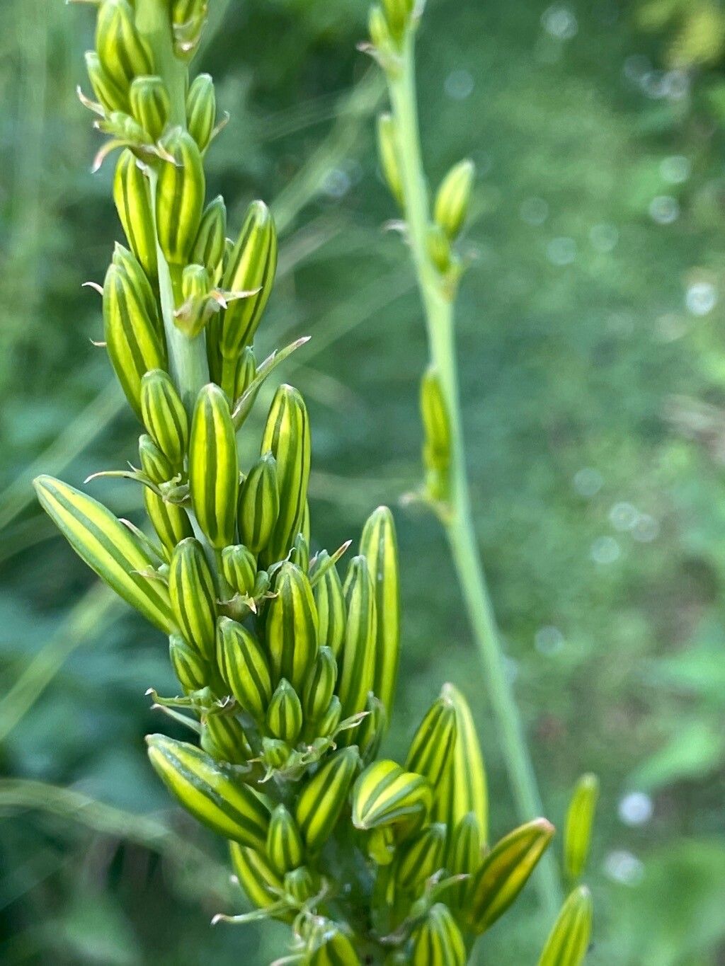 Asphodeline lutea flower