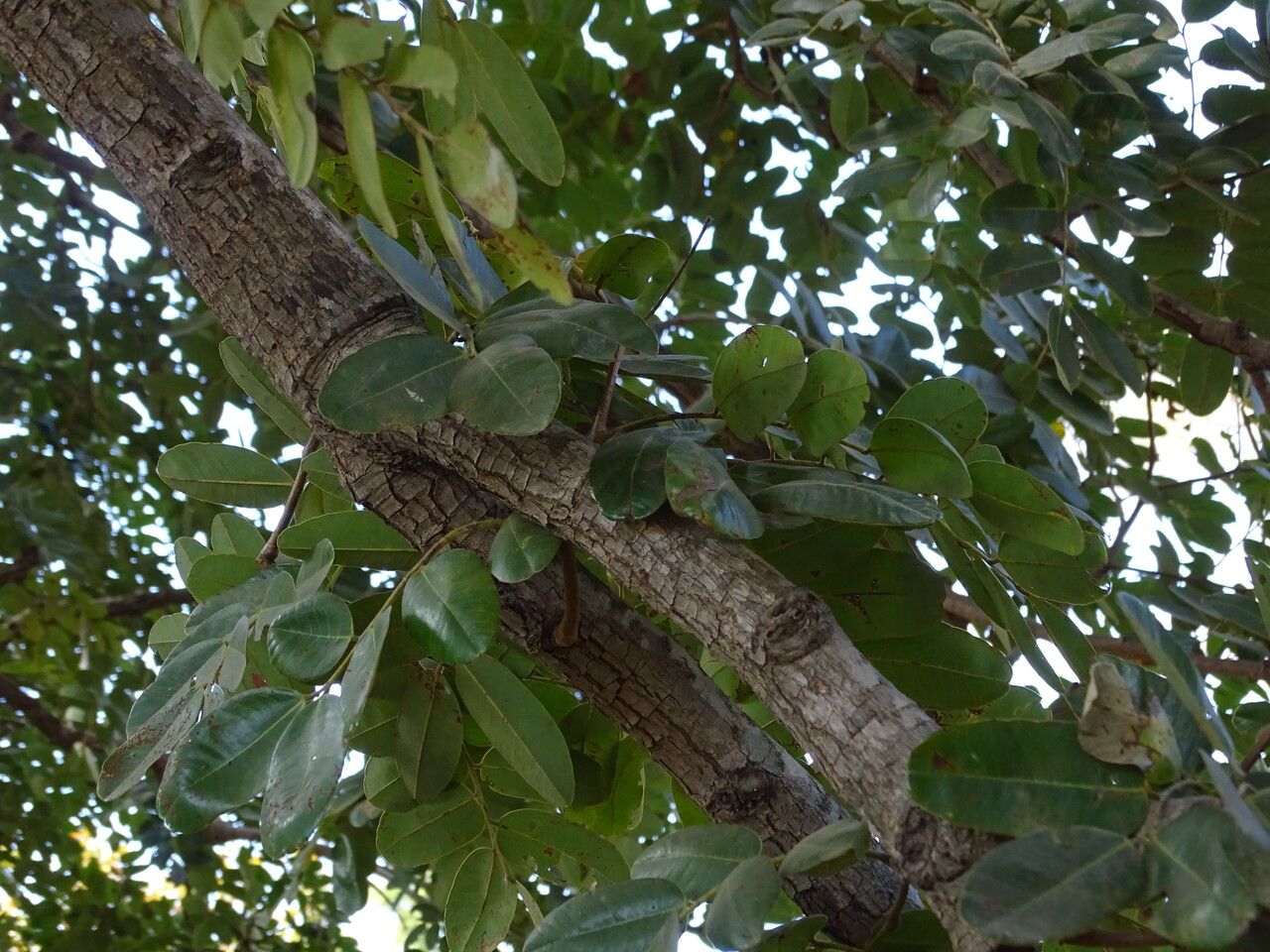 Detarium microcarpum bark