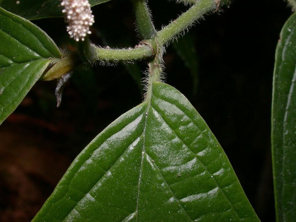 Piper culebranum leaf