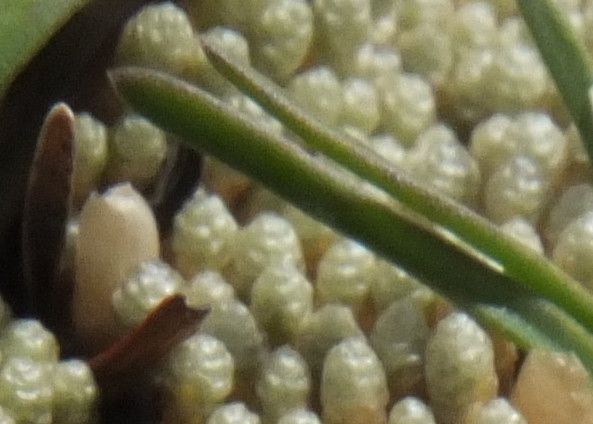 Werneria apiculata — related species from the same genus