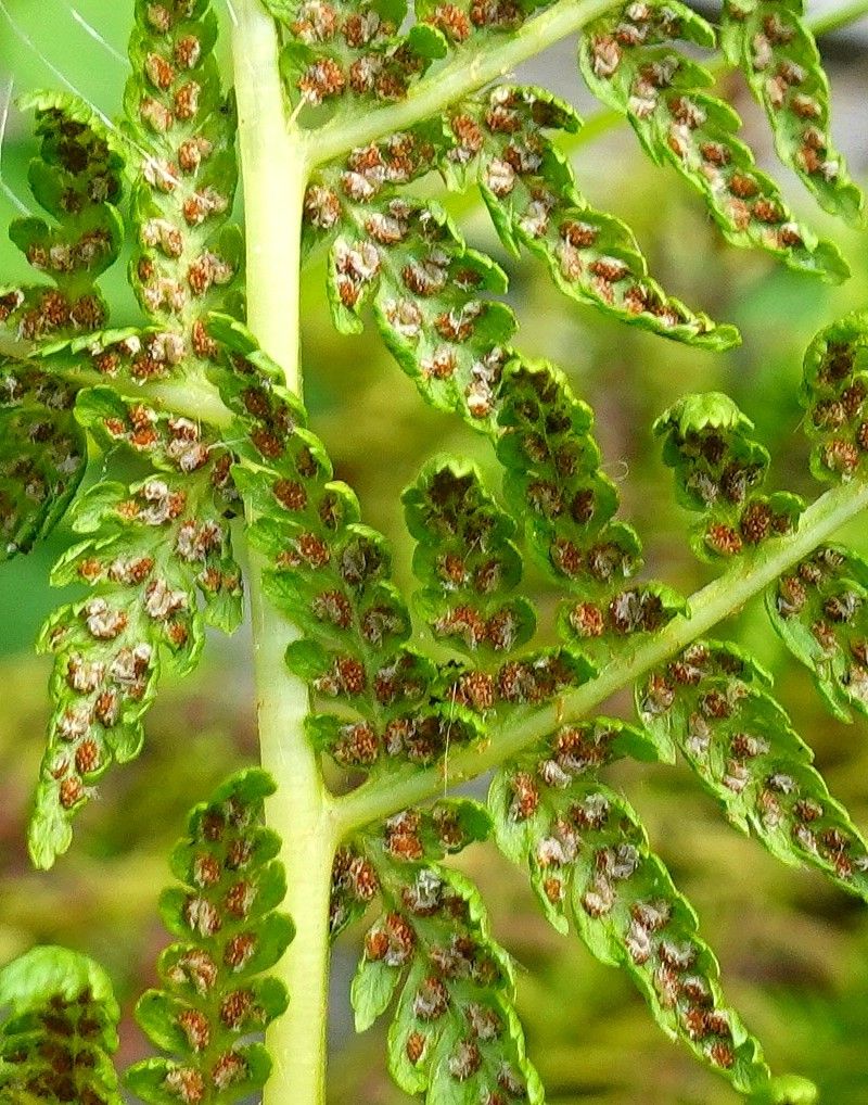 Athyrium distentifolium flower