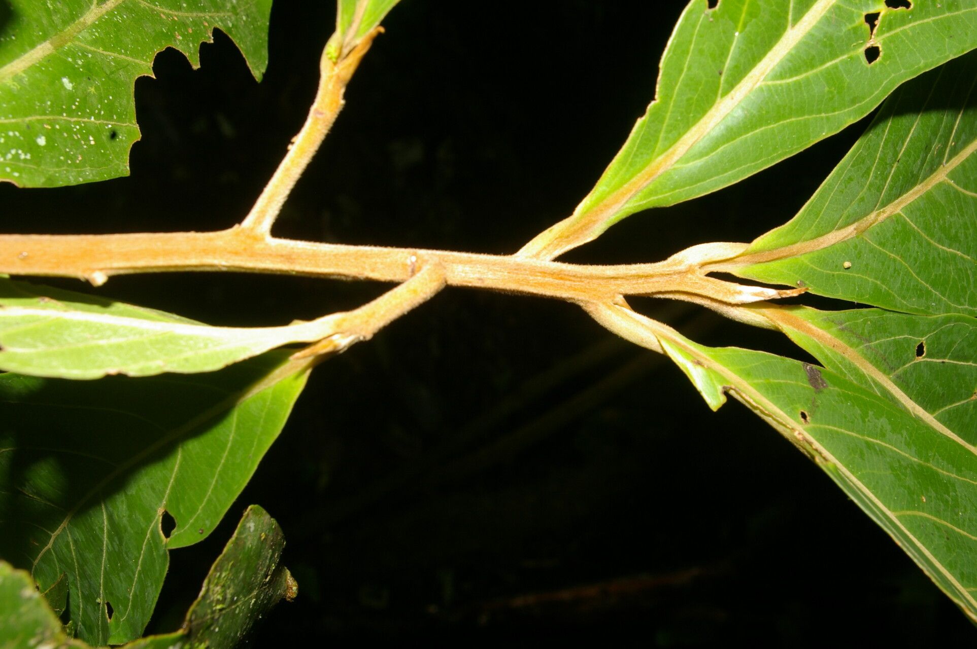 Ocotea austinii bark