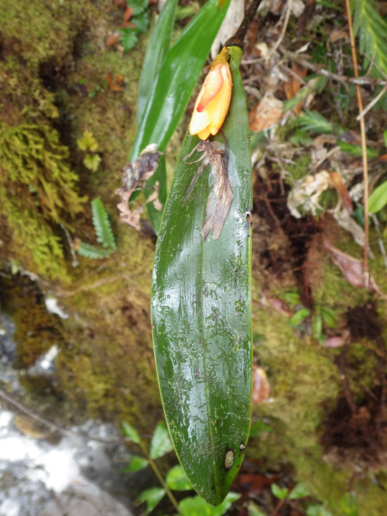 Dendrobium auricolor — houseplant care guide