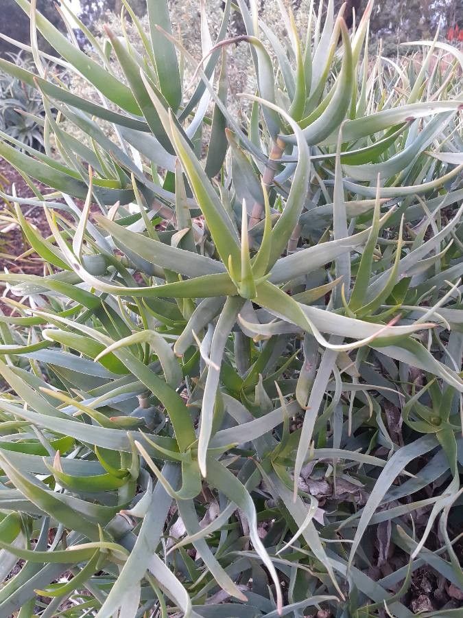 Aloe tenuior — houseplant care guide