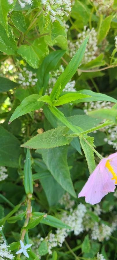 Kosteletzkya pentacarpos leaf