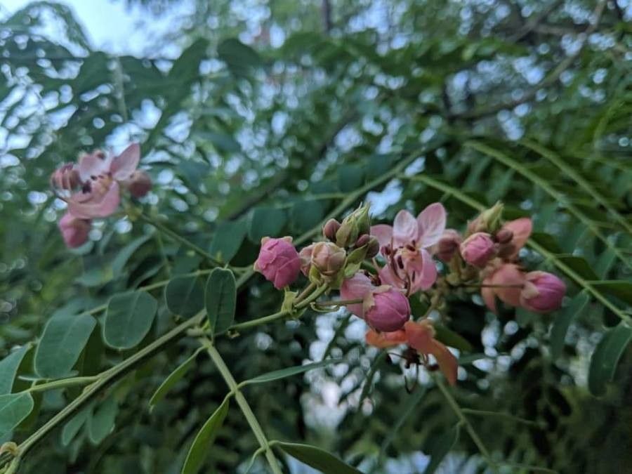 Cassia roxburghii flower
