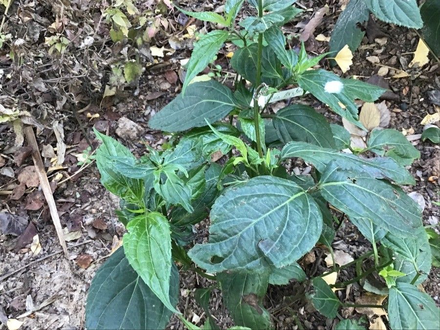 Salvia oxyphora — houseplant care guide