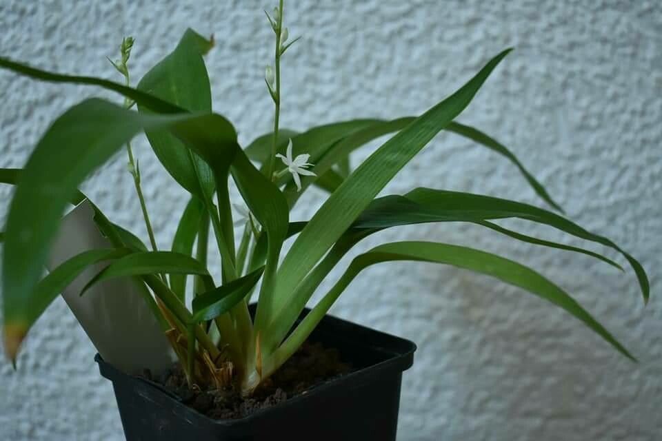 Chlorophytum alismifolium leaf