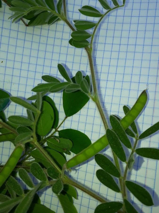 Tephrosia cinerea fruit