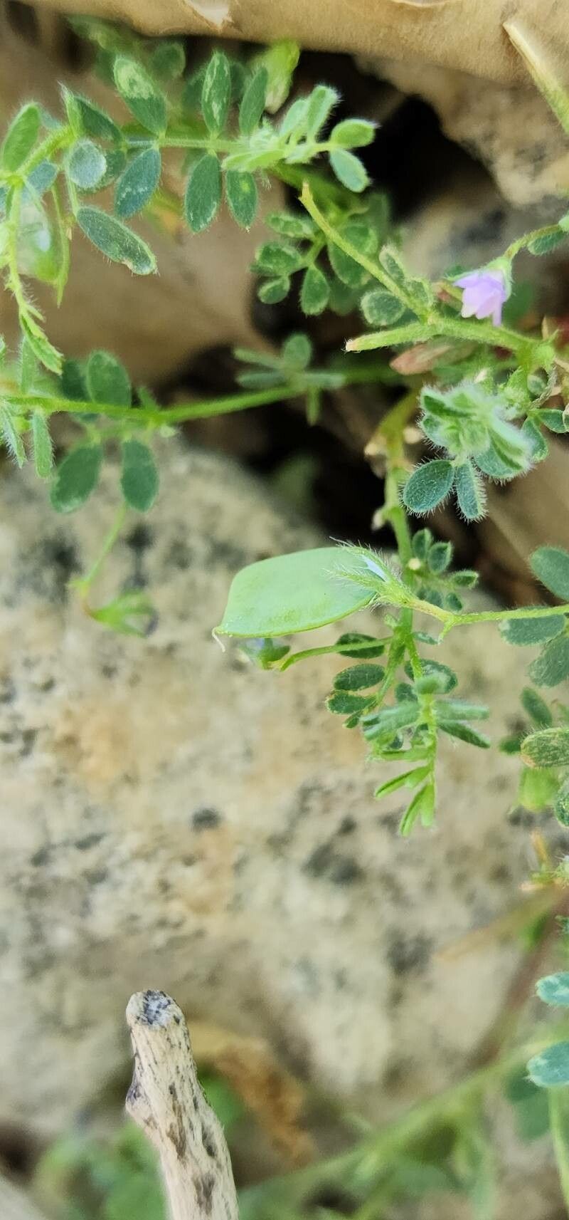 Lens odemensis fruit