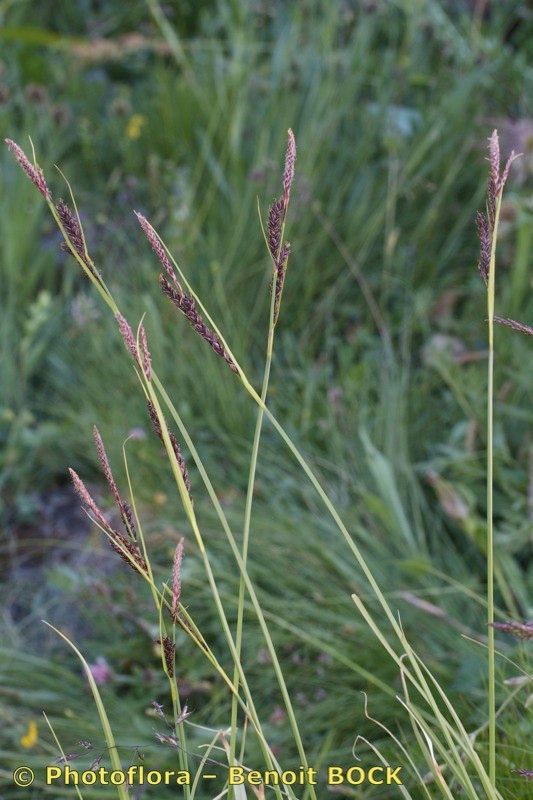 Carex fimbriata habit