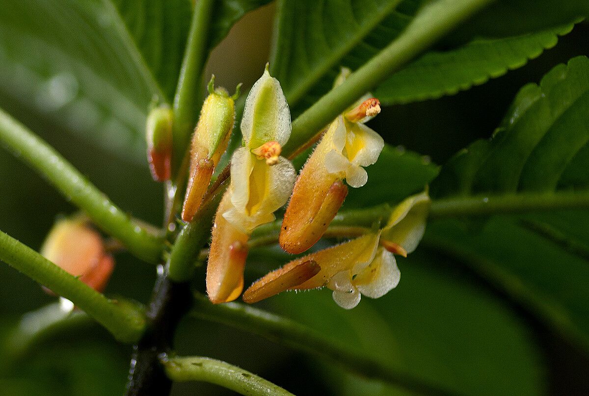 Impatiens congolensis — houseplant care guide