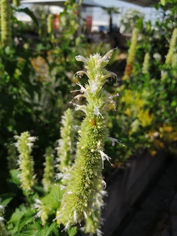 Agastache nepetoides flower